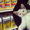 Meet 21 More Cute Clickable Cats From NYC Bodegas